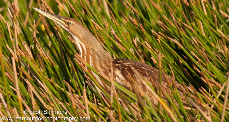 American bittern